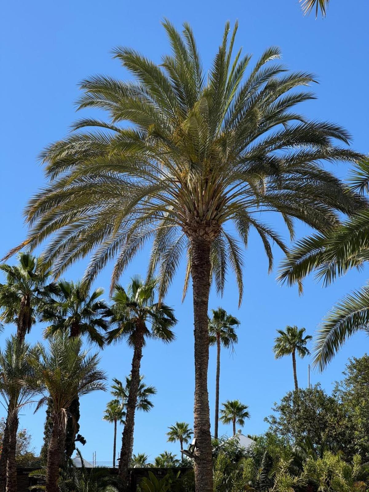 Piso Paraiso Vicino Al Mare Maspalomas  Ngoại thất bức ảnh